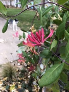 1st Nov 2019 - 1101_21321 still blooming
