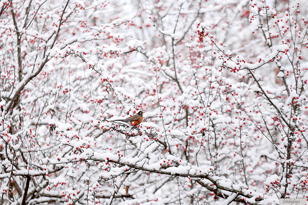 Winter Wonderland! by fayefaye