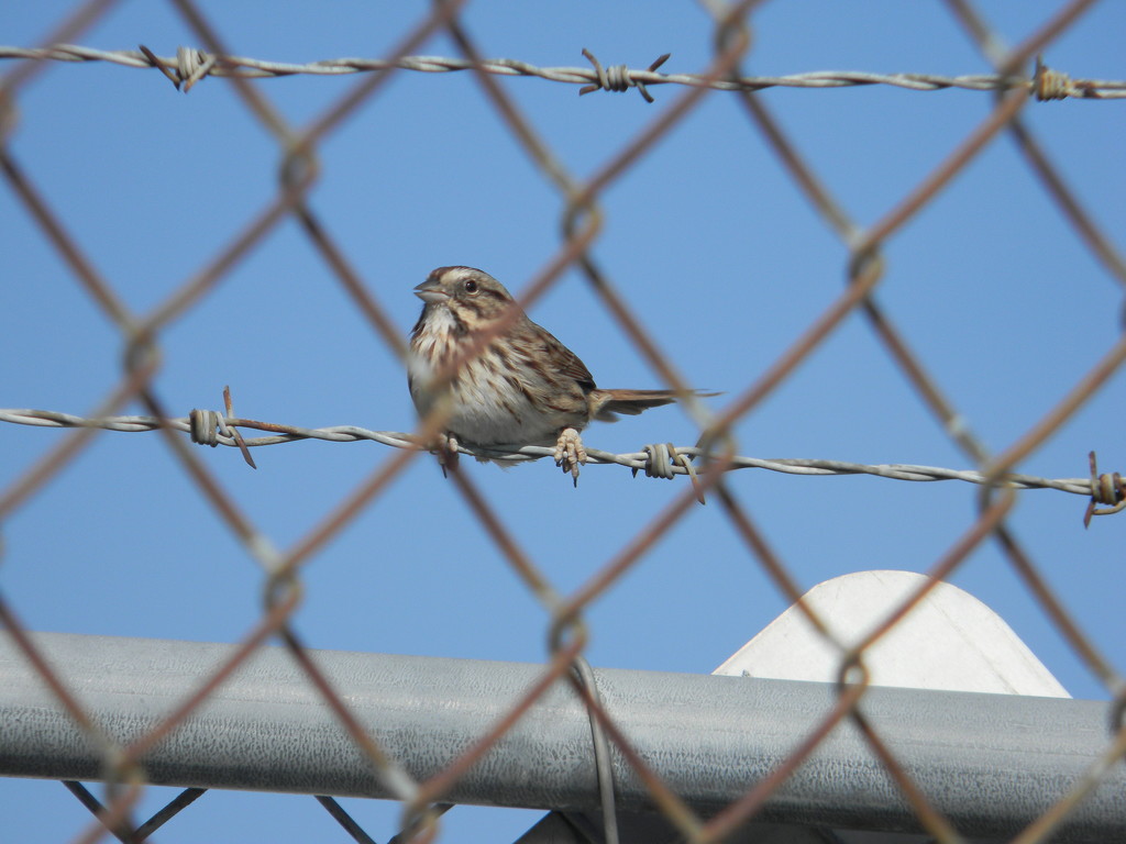 Sparrow on Fence by sfeldphotos