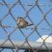 Sparrow on Fence by sfeldphotos