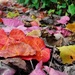 Colourful leaves.. by rosie00