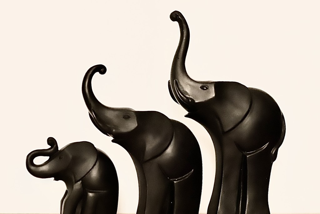 Elephants! by carole_sandford