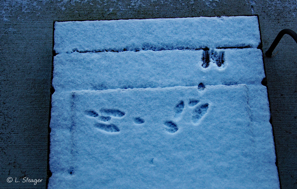 Tracks tell of a night visitor by larrysphotos