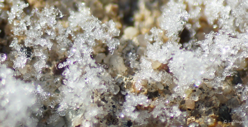 Crystallized Snow by larrysphotos
