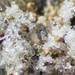 Crystallized Snow by larrysphotos