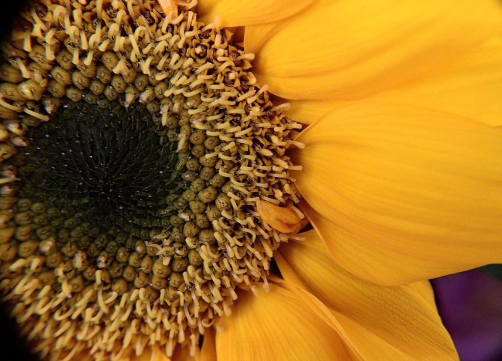 Day 311:  Ellen's Sunflower by sheilalorson
