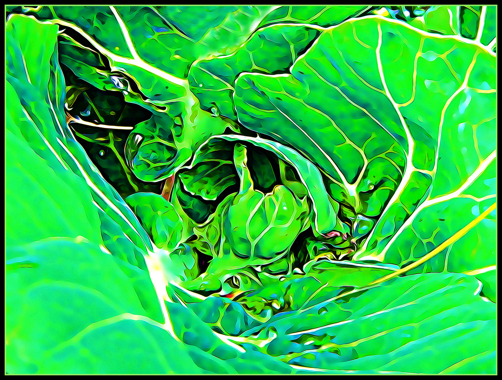 Broccoli Swirl by olivetreeann