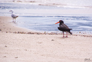8th Nov 2019 - The Oyster Catcher and the seagull