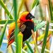 Red Bishop in the Reeds by ludwigsdiana