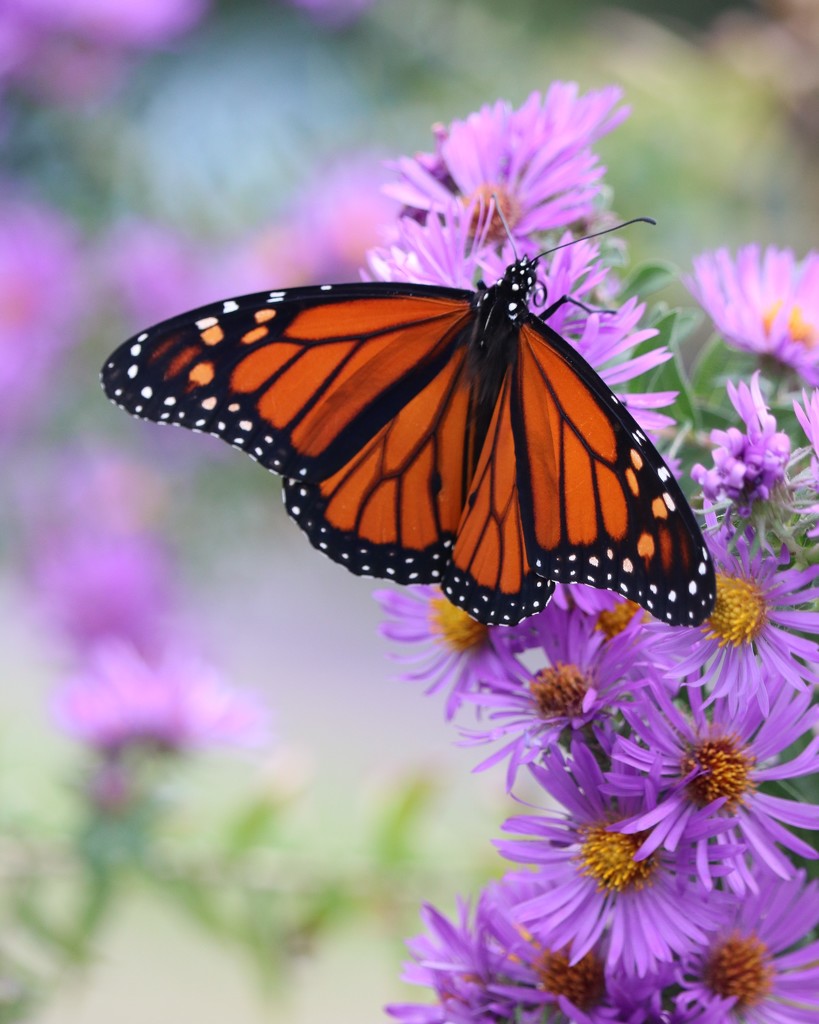 October 6: Monarch on Aster by daisymiller