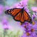 October 6: Monarch on Aster by daisymiller