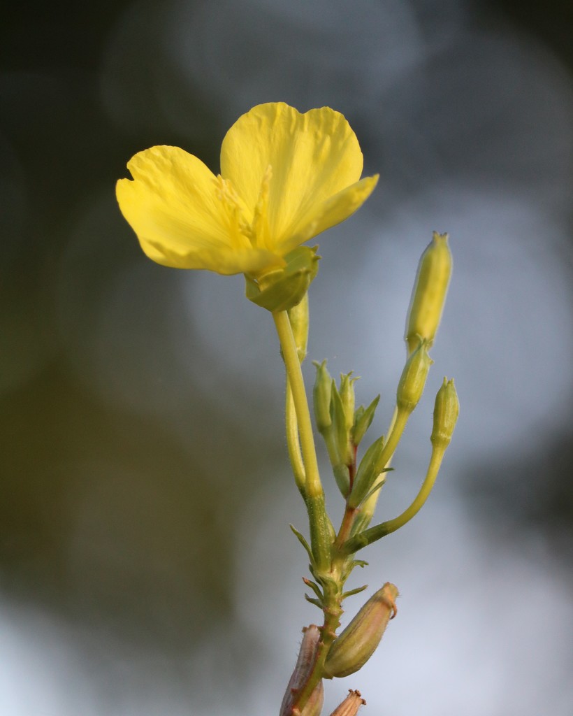 October 7: Tall yellow primrose by daisymiller