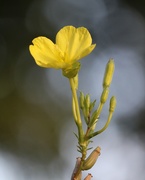7th Oct 2019 - October 7: Tall yellow primrose
