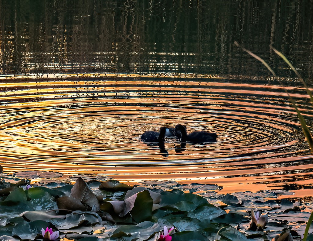 Coots enjoying a sunset swim. by ludwigsdiana