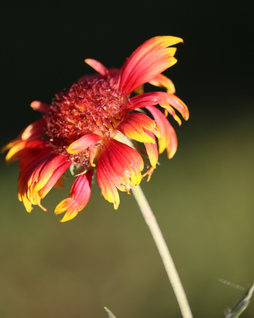 October 8: Summer Flower by daisymiller