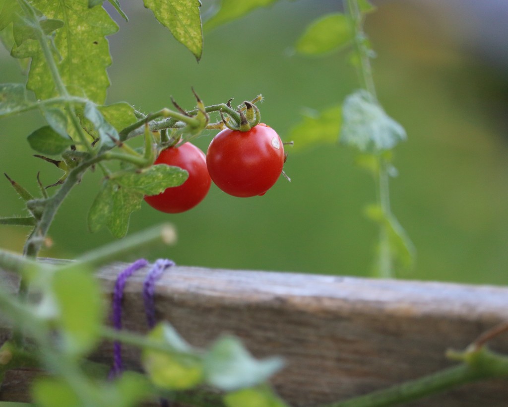 October 9: Cherry Tomatoes by daisymiller