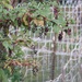 October 10: Poke Berries by daisymiller