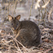 third pademelon version from yesterday... by ulla