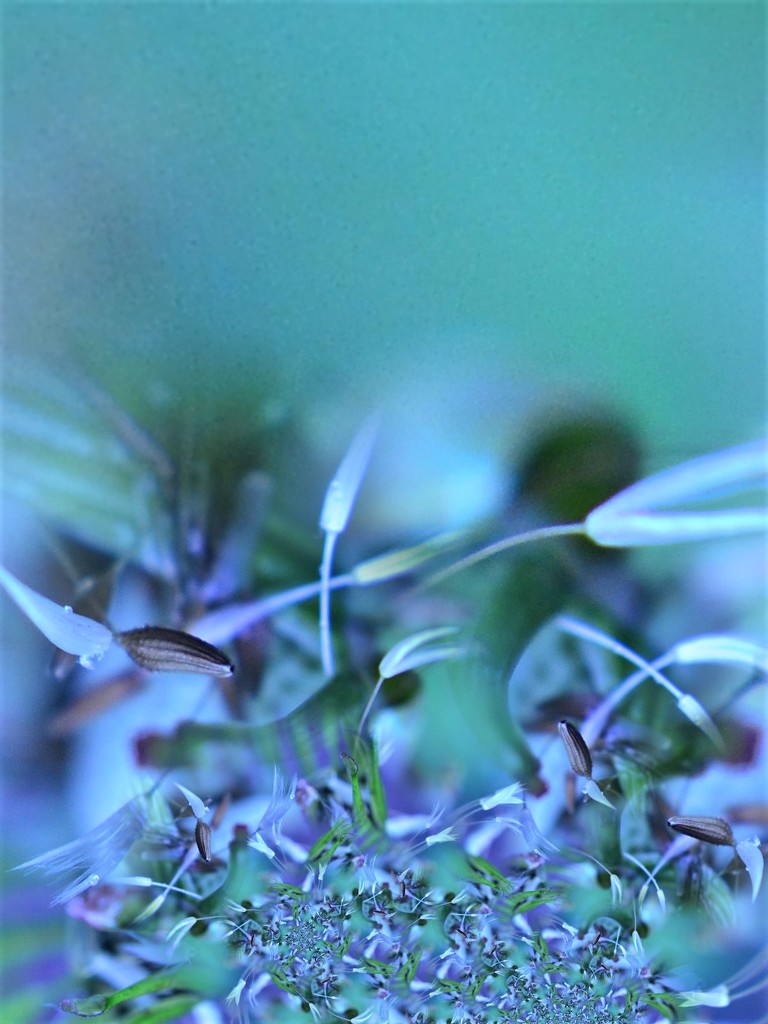 Dandelion seeds.......... by ziggy77