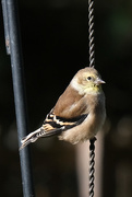 8th Nov 2019 - Backyard Birds #3551 - American Goldfinch