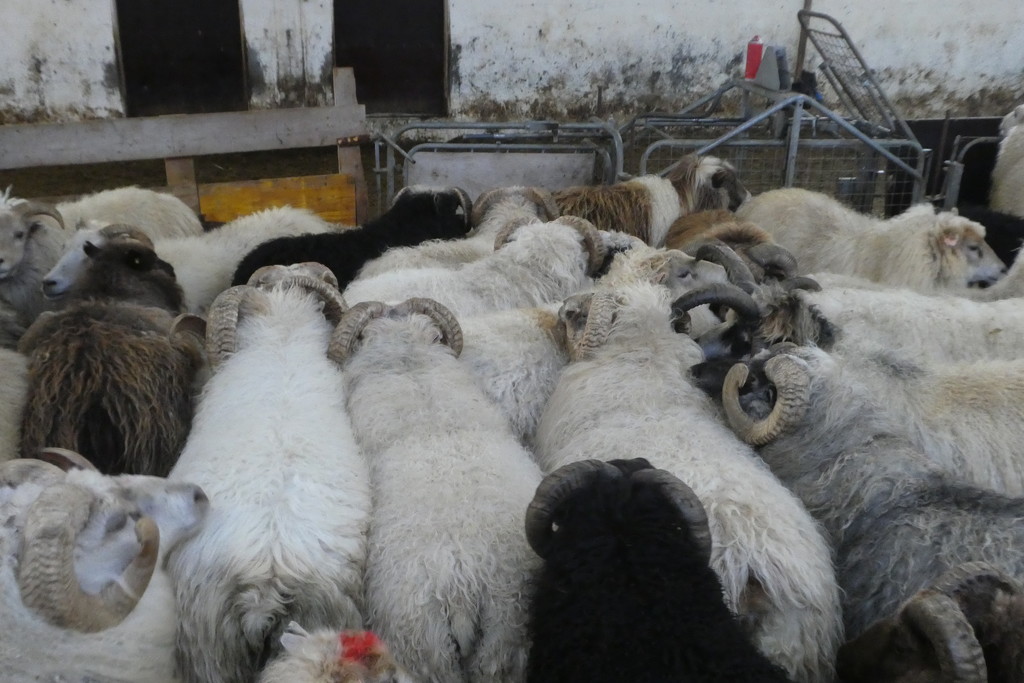Icelandic sheep by anniesue