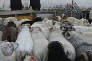 24th Oct 2019 - Icelandic sheep
