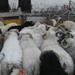 Icelandic sheep by anniesue