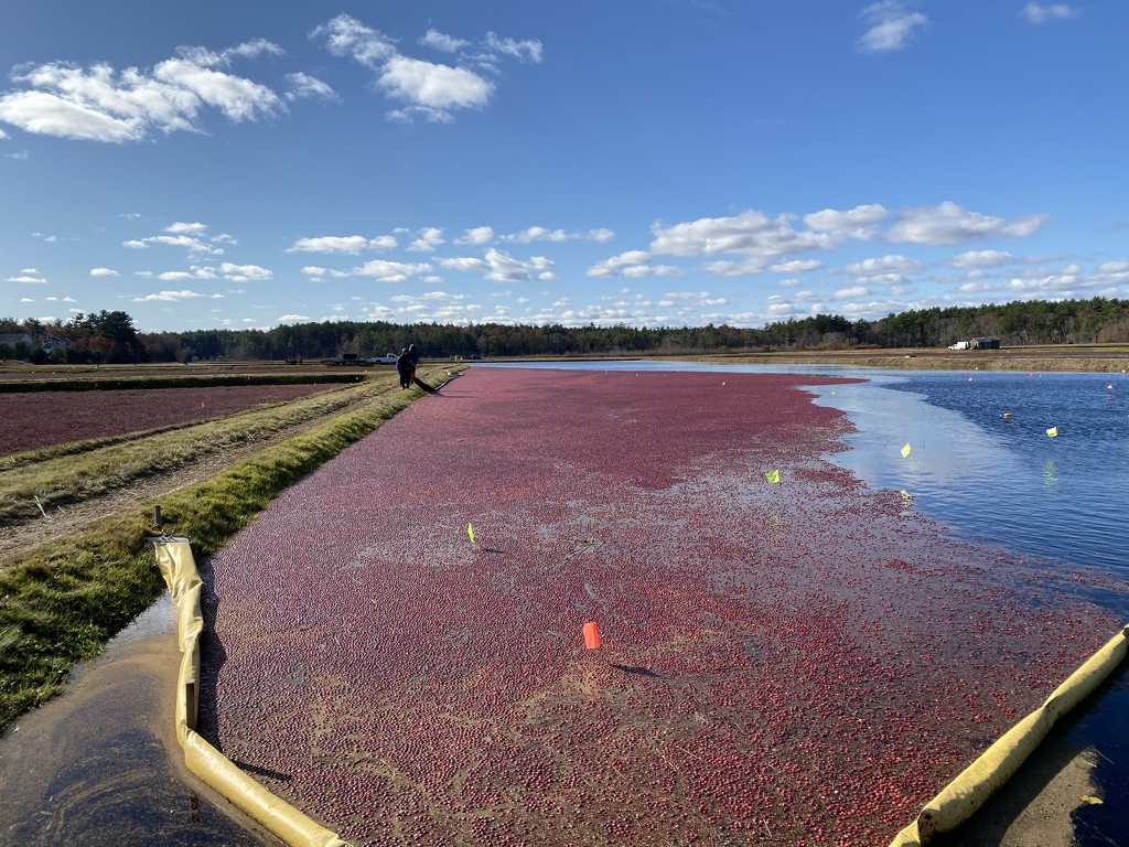 Local cranberry harvest by berelaxed