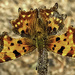 Comma by pamknowler