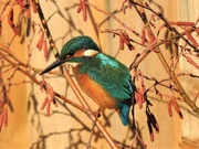 8th Nov 2019 - A Kingfisher............ in the Garden!!!!