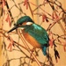 A Kingfisher............ in the Garden!!!! on 365 Project