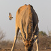 Eland Antelope by leonbuys83
