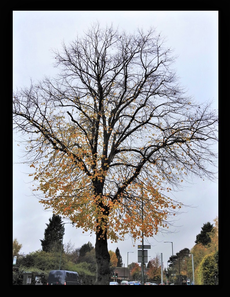 Tree - Aspley Lane by oldjosh