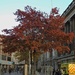 City Tree by oldjosh