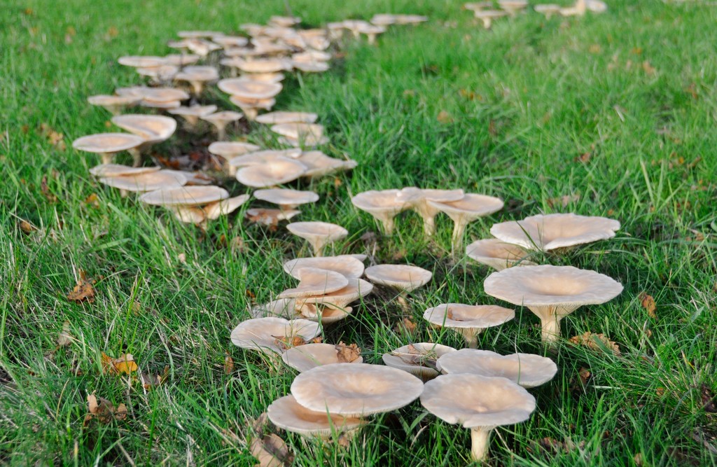 Fairy ring by rosie00