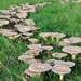 Fairy ring by rosie00