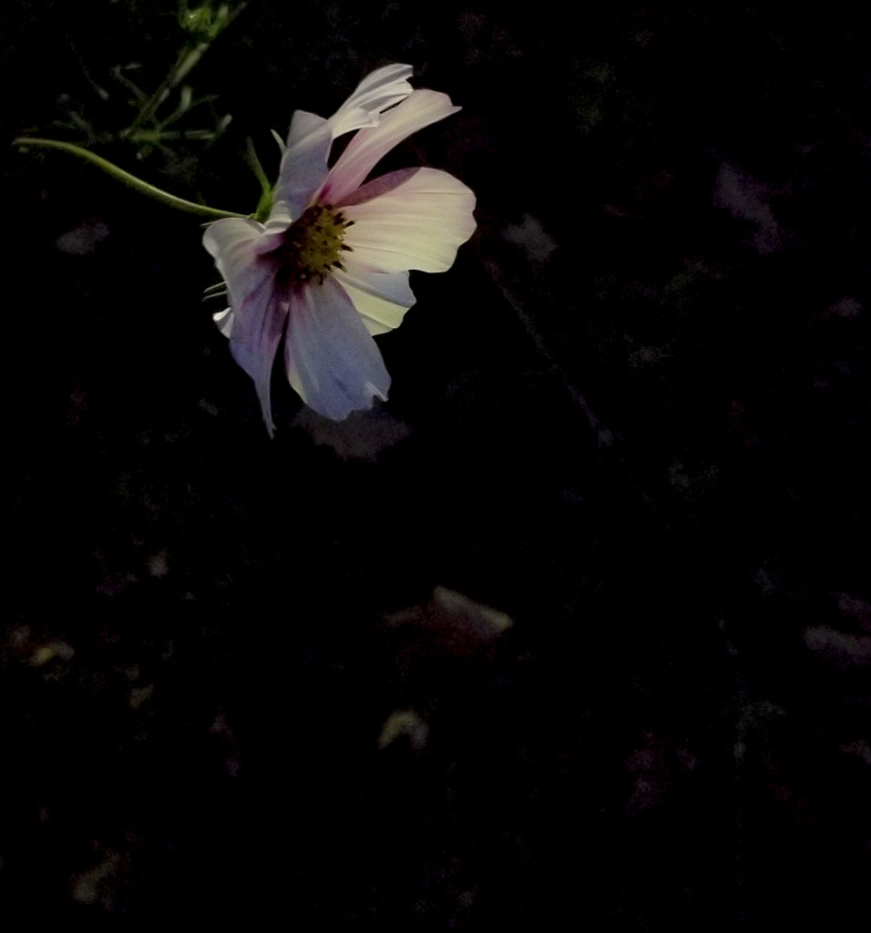 Late flower on an evening walk by houser934