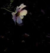 14th Oct 2019 - Late flower on an evening walk