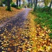 Leafy path by pattyblue