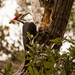 Pileated Woodpecker, Letting the Chips Fly! by rickster549