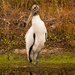 Woodstork Pose for Beauty! by rickster549