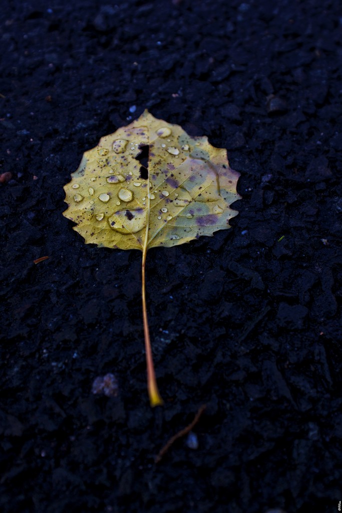 Fall & Raindrops by ramr
