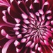 Day 312:  Chrysanthemum  by sheilalorson