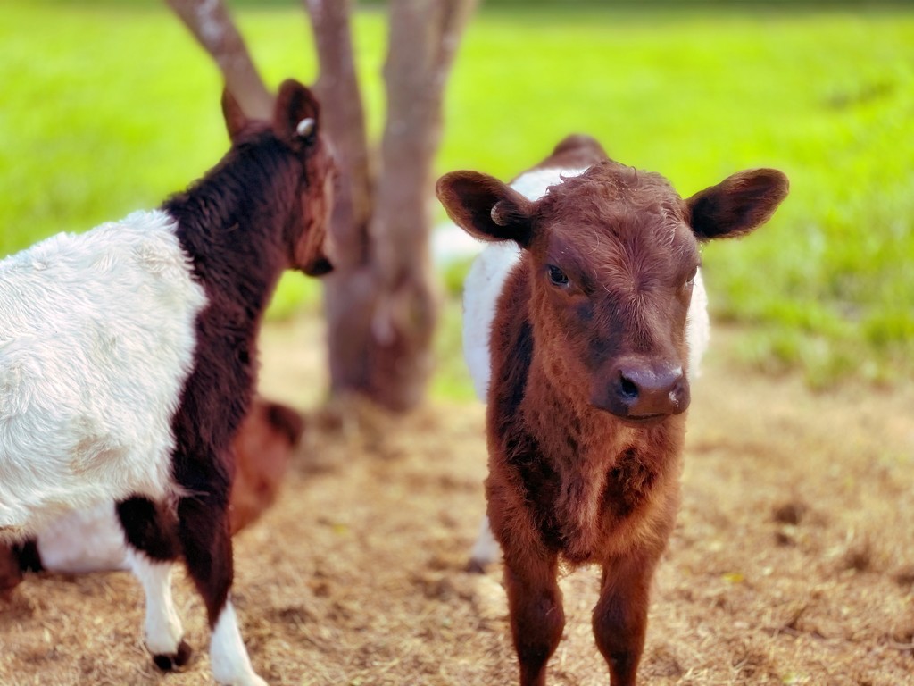 Cute wee calves by maggiemae