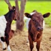 Cute wee calves by maggiemae
