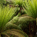 rain forest fern trees by ulla