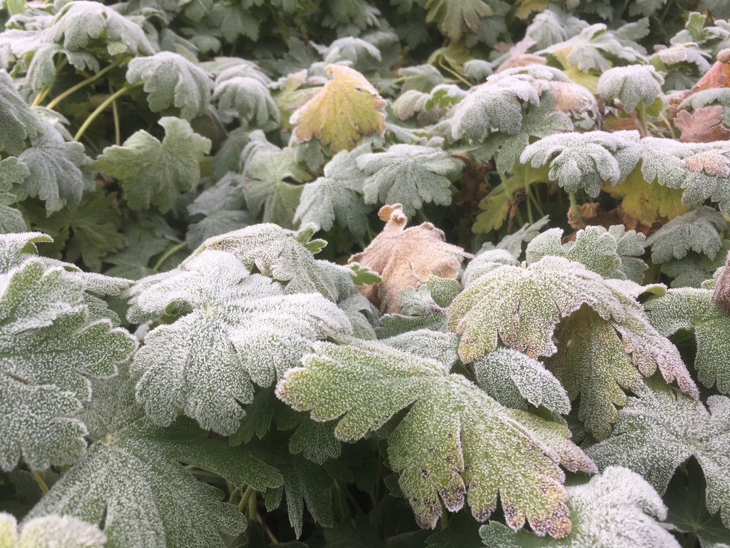 Frosty leaves  by hannahbeth