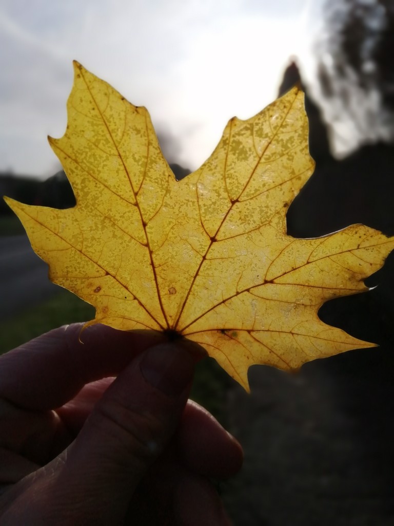 Yellow leaf by dragey74