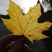 Yellow leaf by dragey74