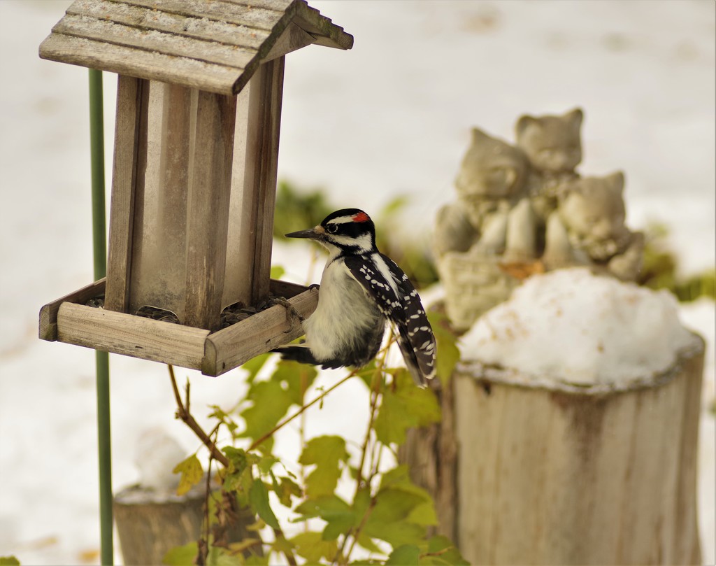 Hairy Woodpecker  by radiogirl
